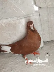  3 حمامي مسود احمر