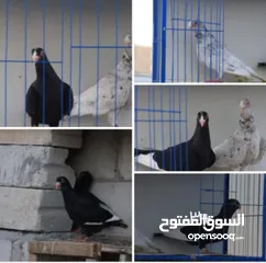  2 جواز مسويد سود نظاف ماكينه للبيع بحاله جيدة و بسعر جيد