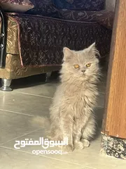  3 قطه ، أنثى للبيع