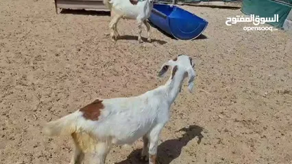  7 ماعز ومعزه محلى خالى من الأمراض