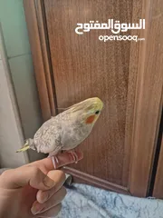  3 انثى كوكتيل جاهزه للبيع