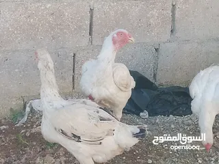  2 دجاج للبيع