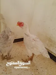  6 متاح فرختين دجاج الماني صحه تب  لون ابيض عمر سنه ونص