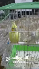  4 عصافير كوكتيل