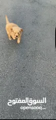 8 puppy Golden Retriever جرو جولدن رتريفر