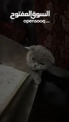  4 مطلوب ذكر سكوت فولد ستريت  للتزاوح بدون مقابل مادي