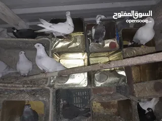  16 حمام بغدادي حوالى13 وحمام مشكل عدد20 وديوك عدد4
