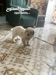  2 كلاب بيتوته
