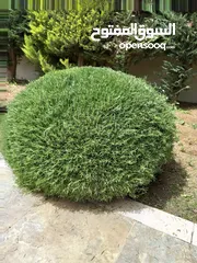  1 تقليم وقص اشجار