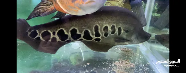  6 Aquarium and Knife fish for sale