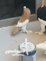  9 طيرة منفاخ اصفر جامبو شغاله بتزق افراخها في مادبا للبيع ام فرخ بدون الفرخ