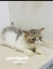  6 بكي فيس للتبني