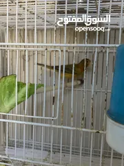  16 جوز كنار للبيع