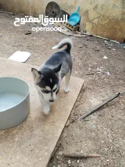 2 هاسكي مبندق العمر اقل من شهرين