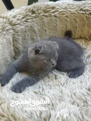  5 Purebred Scottish fold & British short hair