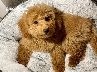  2 Toy Poodle