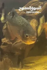  2 Red belly piranh full size