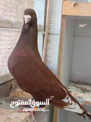  6 تشكيلة حمام مع جوز انجليزيات صفر نخب