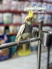  4 كوكتيل ذكر متكلم عرض قوي عالسعر شوف الوصف