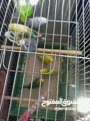  11 طيور حب زواج للبيع اشي مرتب اقرأ الوصف