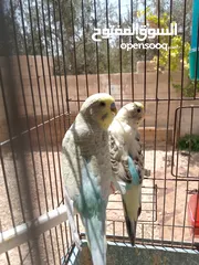  7 طيور مشكله شغاله للبيع اقرا الوصف