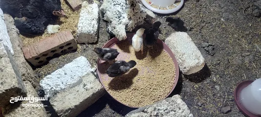  5 فراخ هندي رقد