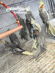  5 طيور كوكتيل 8 حبات كلو اليف شوف الريلز