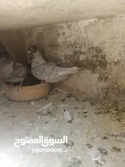  5 اربع جواز قراقطه حبات حلوة  شغالات