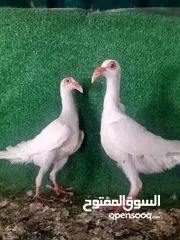  1 جوز مخاليف اول بطن