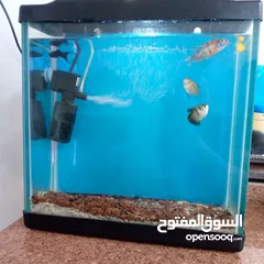  3 حوض سمك للبيع