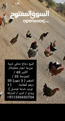  1 دجاج محلي للبيع تربية مزرعة
