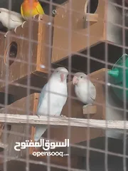  11 جوز فيشر شغال لون مميز ازرق فاتح للبيع