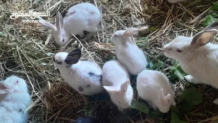  5 ارانب فرنسيه اعمار مختلفه عمرشهر 3دنانير