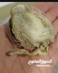  3 صرة مسك غزال اصلي نادر