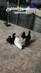  1 دجاج حب حب صيني