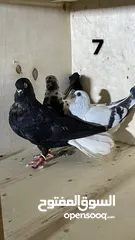  5 حمام نظيف شغال سعر مناسب لكل جوز_____