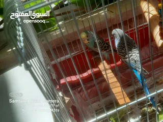  2 جوز ببغاء حب