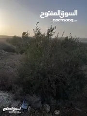  4 ارض زيتون للبيع في خلة ابو سليمان
