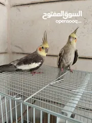  2 جوز كوكتيل للبيع
