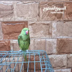  4 بغباء الدره