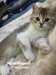  2 scottish fold for sale