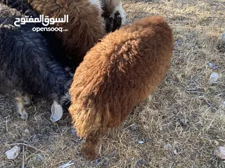  4 خرفان بلدي للبيع