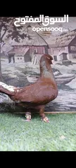  12 متاح جواز البيع
