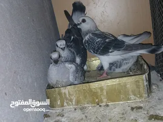  18 جواز شغاله
