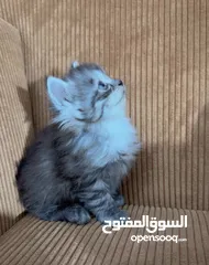  11 قــطــط لــلــبــيــع
