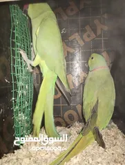  16 Green parrot 2 breading pair eggs also 100% bread pair
