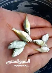  1 سمك كرب عقده ونص متوفر كميات كبيرة