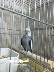  1 كوكتيل ذكر نار جاهز للتزاوج عروض عيد الأضحى المبارك