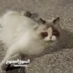  3 قطة للبيع.