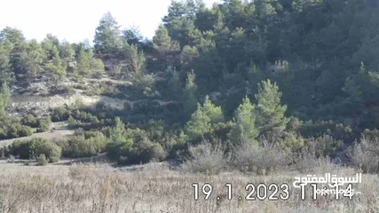  18 Land near DENIZLI, 15,850m², on the edge of a forest, for wine or fruit cultivation, from Owner